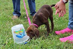 Sinas Hundeschule - Iimpressionen