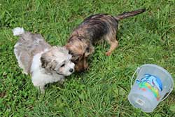 Sinas Hundeschule - Impressionen