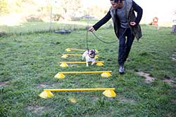 Sinas Hundeschule - Impressionen